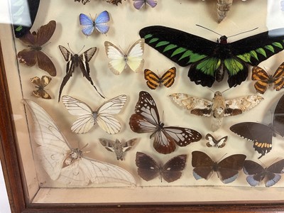 Lot 964 - Early/Mid 20th century display of butterflies in glazed case