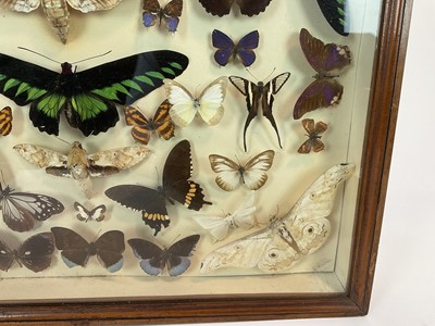 Lot 964 - Early/Mid 20th century display of butterflies in glazed case