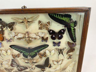 Lot 964 - Early/Mid 20th century display of butterflies in glazed case