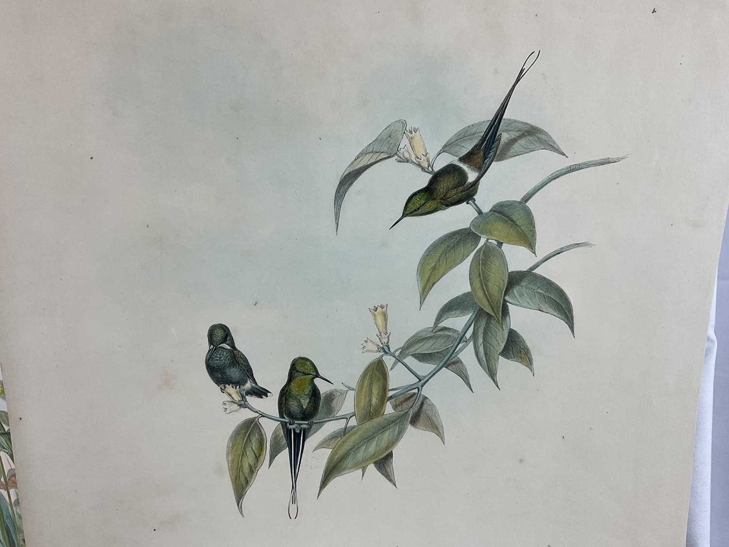 Lot 64 - Two 19th century lithographic prints after J Gould - 'Adelomyia Floriceps' 28cm x 49cm and 'Goulding Conversi', 28cm x 46cm, both unframed