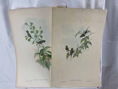 Lot 64 - Two 19th century lithographic prints after J Gould - 'Adelomyia Floriceps' 28cm x 49cm and 'Goulding Conversi', 28cm x 46cm, both unframed
