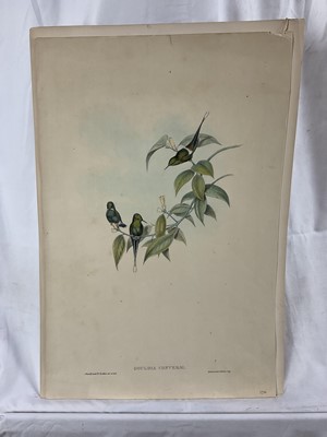 Lot 64 - Two 19th century lithographic prints after J Gould - 'Adelomyia Floriceps' 28cm x 49cm and 'Goulding Conversi', 28cm x 46cm, both unframed