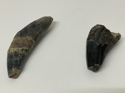 Lot 67 - Two rare teeth from the Eurasian Cave Lion, found on the North Sea bed, dating from the Pleistocene era (40,000-20,000 BP)