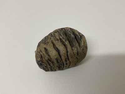 Lot 66 - A rare baby woolly mammoth tooth, discovered on the North Sea bed