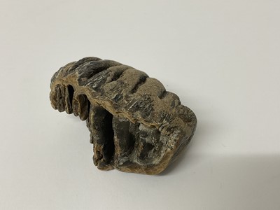 Lot 66 - A rare baby woolly mammoth tooth, discovered on the North Sea bed