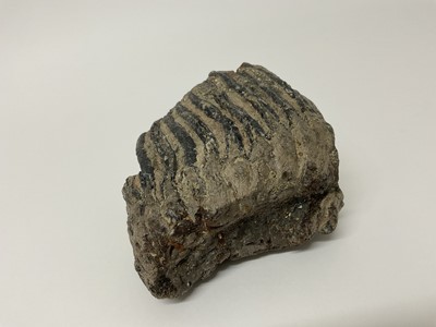 Lot 58 - A large woolly mammoth tooth, discovered on the North Sea bed