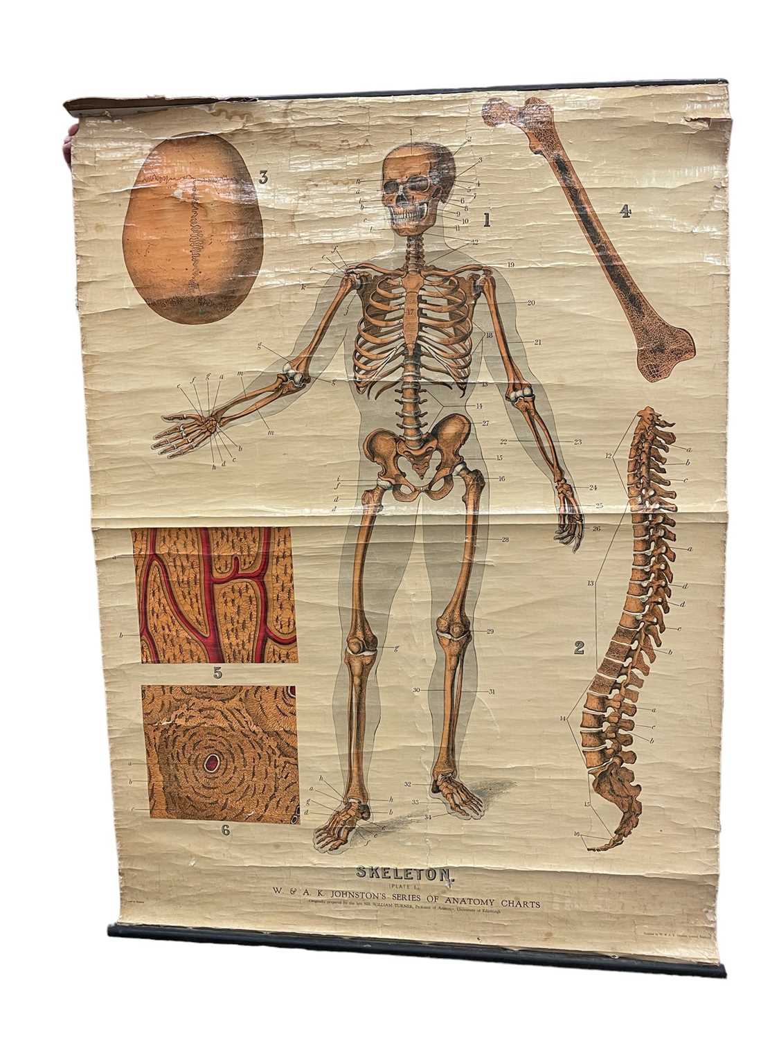 Lot 73 - Anatomical chart