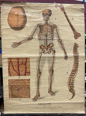 Lot 73 - Anatomical chart