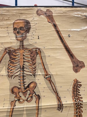 Lot 73 - Anatomical chart