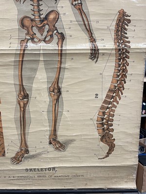 Lot 73 - Anatomical chart