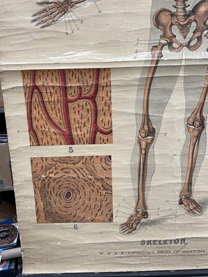 Lot 73 - Anatomical chart