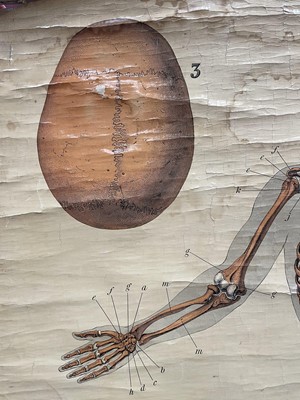 Lot 73 - Anatomical chart