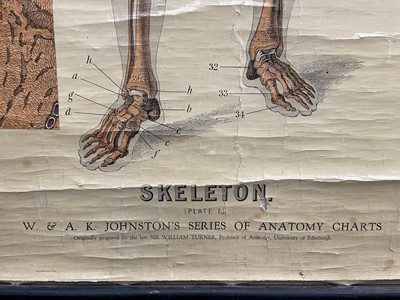 Lot 73 - Anatomical chart