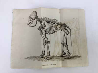 Lot 18 - 30 plates from De Buffon's Natural History of 1812, approx 18cm x 12cm