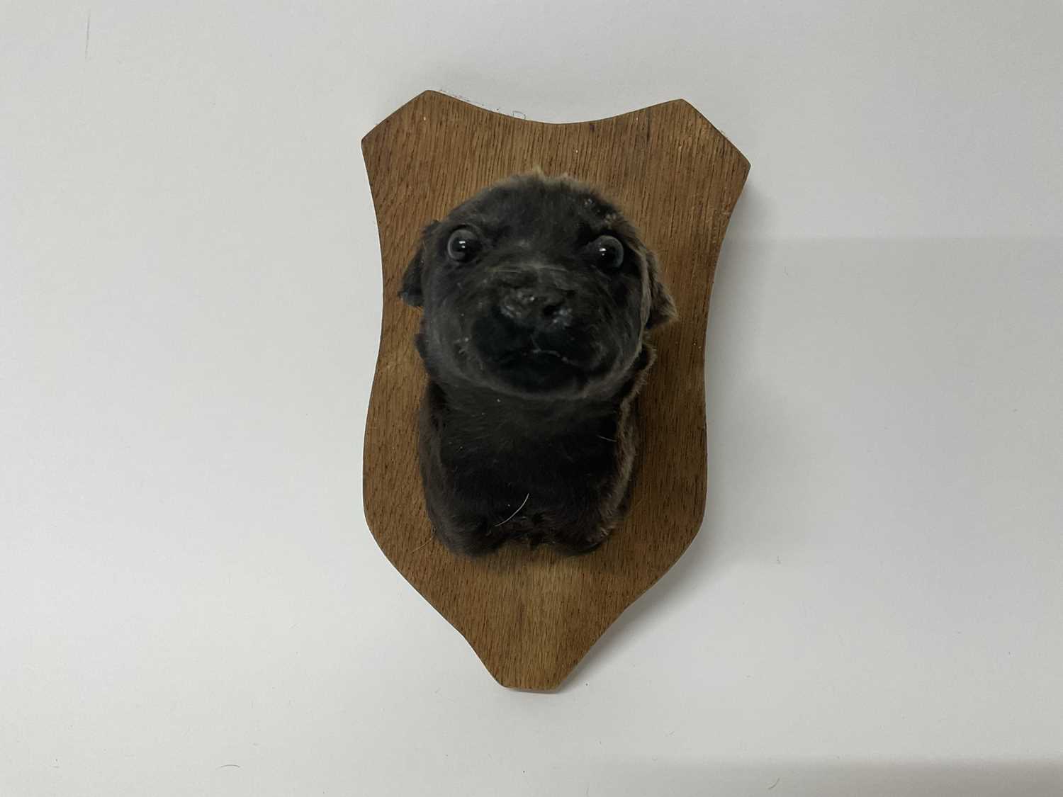 Lot 60 - Taxidermy Labrador puppy's head