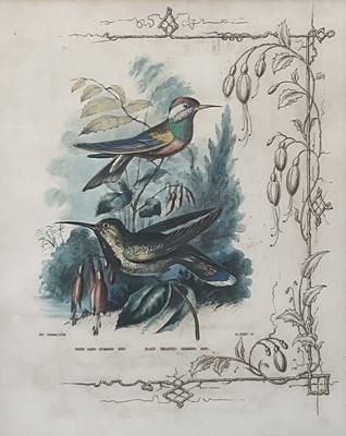 Lot 98 - 19th century English School group of seven hand-coloured lithographs each of a pair of Humming Birds, 26.5cm x 21.5cm each