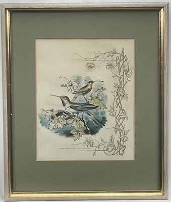 Lot 98 - 19th century English School group of seven hand-coloured lithographs each of a pair of Humming Birds, 26.5cm x 21.5cm each