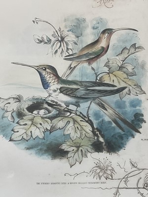 Lot 98 - 19th century English School group of seven hand-coloured lithographs each of a pair of Humming Birds, 26.5cm x 21.5cm each