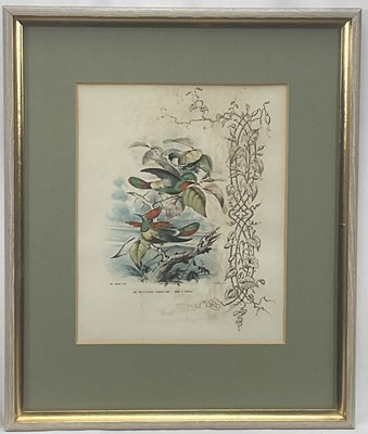 Lot 98 - 19th century English School group of seven hand-coloured lithographs each of a pair of Humming Birds, 26.5cm x 21.5cm each
