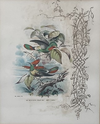 Lot 98 - 19th century English School group of seven hand-coloured lithographs each of a pair of Humming Birds, 26.5cm x 21.5cm each