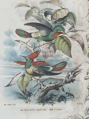 Lot 98 - 19th century English School group of seven hand-coloured lithographs each of a pair of Humming Birds, 26.5cm x 21.5cm each
