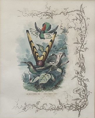 Lot 98 - 19th century English School group of seven hand-coloured lithographs each of a pair of Humming Birds, 26.5cm x 21.5cm each