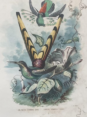 Lot 98 - 19th century English School group of seven hand-coloured lithographs each of a pair of Humming Birds, 26.5cm x 21.5cm each