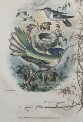 Lot 98 - 19th century English School group of seven hand-coloured lithographs each of a pair of Humming Birds, 26.5cm x 21.5cm each