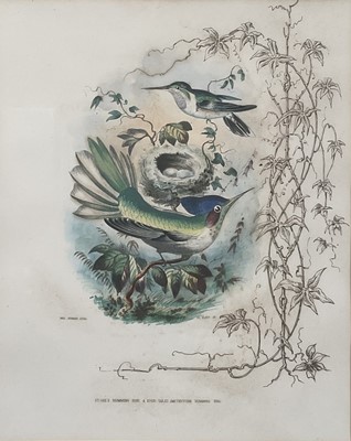 Lot 98 - 19th century English School group of seven hand-coloured lithographs each of a pair of Humming Birds, 26.5cm x 21.5cm each