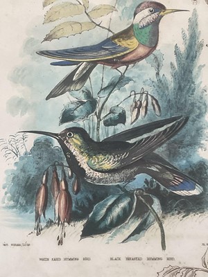 Lot 98 - 19th century English School group of seven hand-coloured lithographs each of a pair of Humming Birds, 26.5cm x 21.5cm each