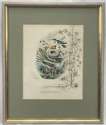 Lot 98 - 19th century English School group of seven hand-coloured lithographs each of a pair of Humming Birds, 26.5cm x 21.5cm each