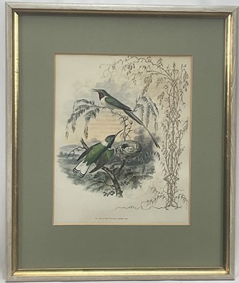 Lot 98 - 19th century English School group of seven hand-coloured lithographs each of a pair of Humming Birds, 26.5cm x 21.5cm each
