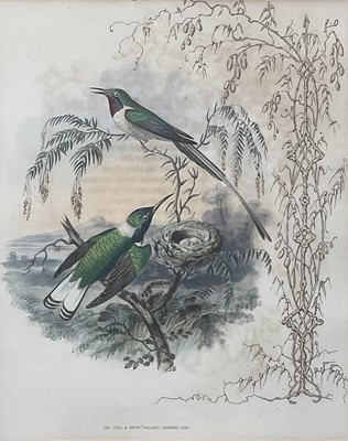 Lot 98 - 19th century English School group of seven hand-coloured lithographs each of a pair of Humming Birds, 26.5cm x 21.5cm each