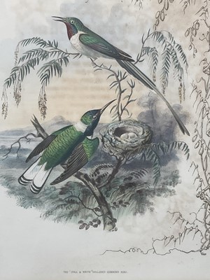 Lot 98 - 19th century English School group of seven hand-coloured lithographs each of a pair of Humming Birds, 26.5cm x 21.5cm each