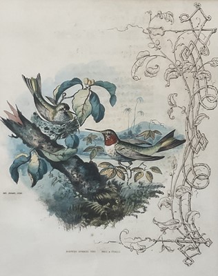 Lot 98 - 19th century English School group of seven hand-coloured lithographs each of a pair of Humming Birds, 26.5cm x 21.5cm each