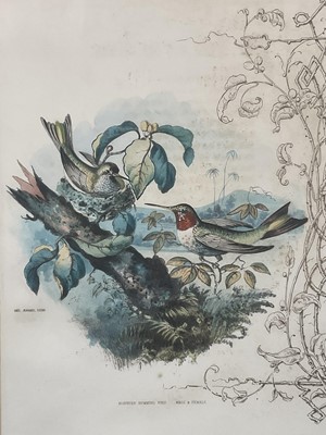 Lot 98 - 19th century English School group of seven hand-coloured lithographs each of a pair of Humming Birds, 26.5cm x 21.5cm each