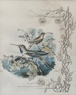 Lot 98 - 19th century English School group of seven hand-coloured lithographs each of a pair of Humming Birds, 26.5cm x 21.5cm each