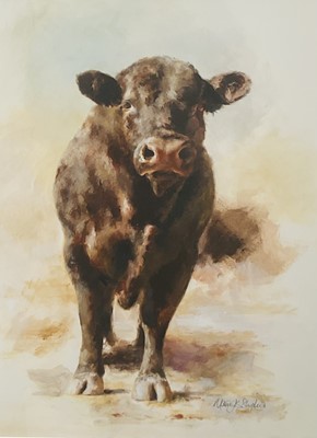 Lot 11 - Mandy Shepherd (b. 1960) watercolour - Angus Bull, signed, 38cm x 28cm, glazed frame, Tryon Gallery label verso