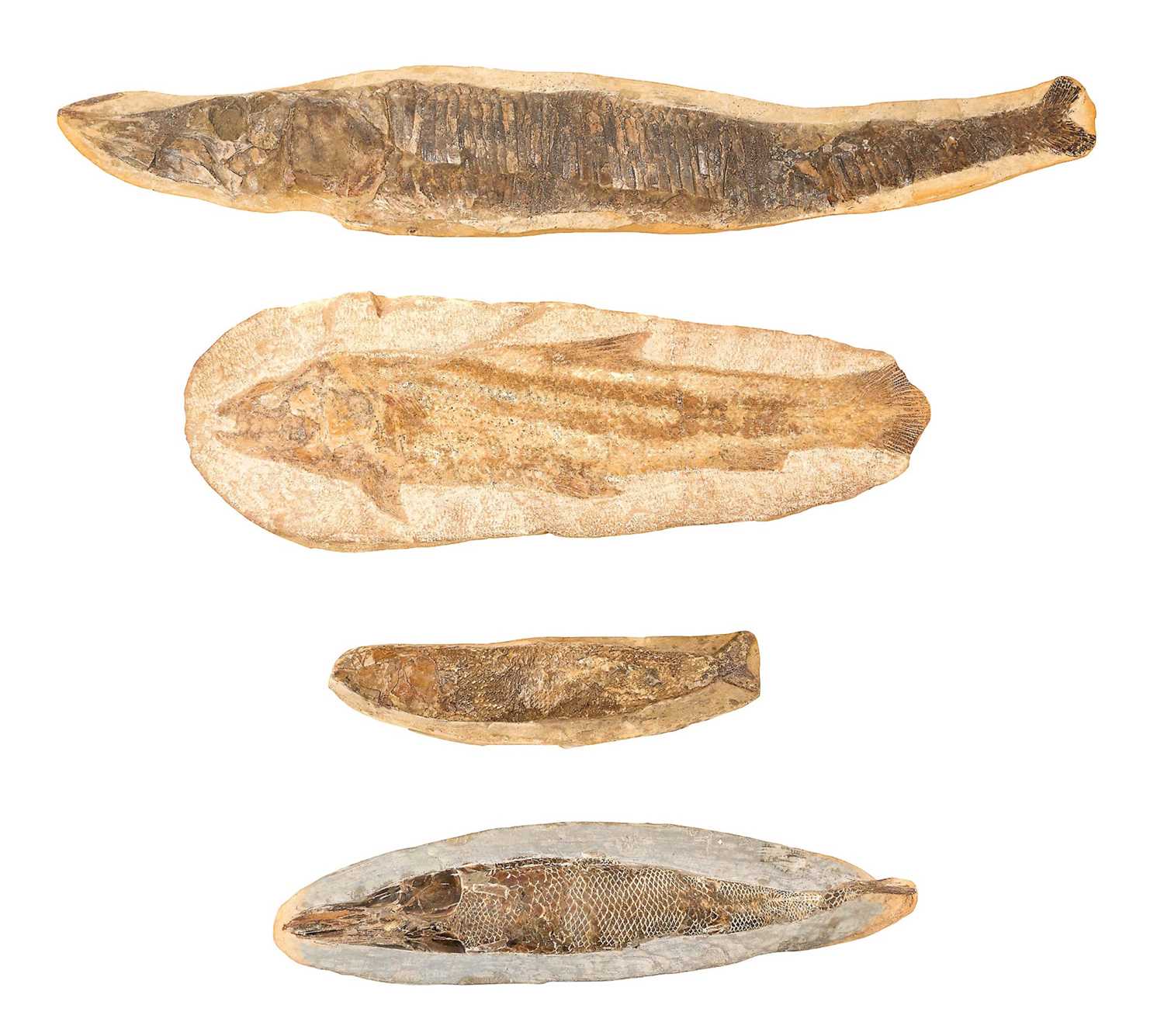 Lot 666 - Large specimen fish fossil and three others