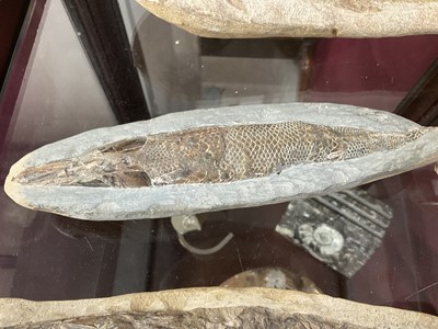 Lot 666 - Large specimen fish fossil and three others
