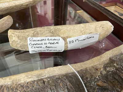 Lot 666 - Large specimen fish fossil and three others