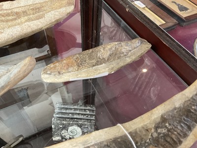 Lot 666 - Large specimen fish fossil and three others
