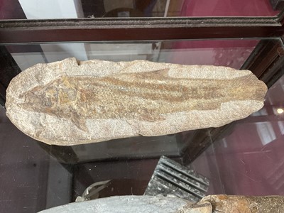 Lot 666 - Large specimen fish fossil and three others