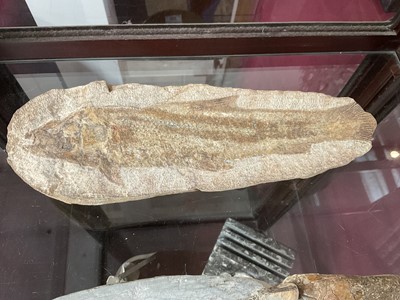 Lot 666 - Large specimen fish fossil and three others