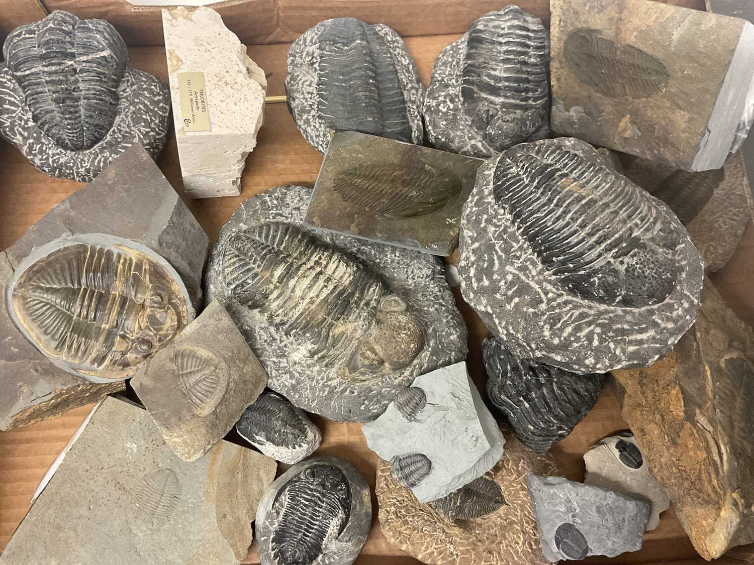 Lot 670 - Good group of trilobites