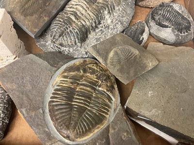 Lot 670 - Good group of trilobites