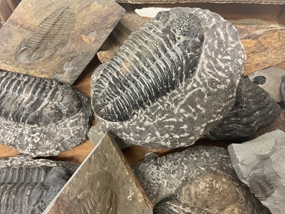 Lot 670 - Good group of trilobites