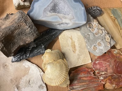 Lot 671 - Various fossils including fish, mammoth molar, vertebrae, ammonites, partial megalodon tooth and others