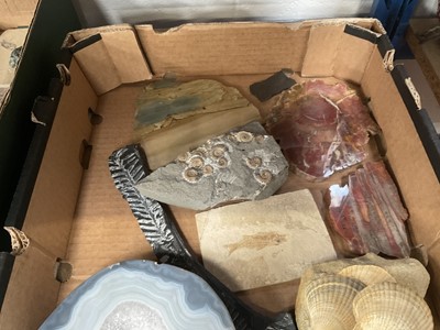 Lot 671 - Various fossils including fish, mammoth molar, vertebrae, ammonites, partial megalodon tooth and others
