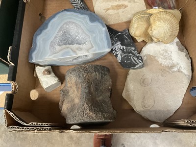 Lot 671 - Various fossils including fish, mammoth molar, vertebrae, ammonites, partial megalodon tooth and others